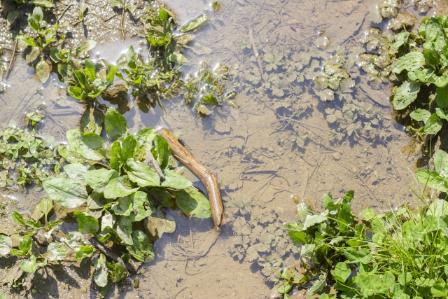 沈丁花が立ち枯れ 白紋羽病なら危険 原因別に復活方法を解説します マニアな毎日