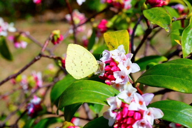 沈丁花が立ち枯れ 白紋羽病なら危険 原因別に復活方法を解説します マニアな毎日