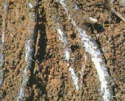 沈丁花が立ち枯れ 白紋羽病なら危険 原因別に復活方法を解説します マニアな毎日